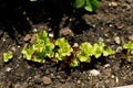 Lettuce growing from soil in urban garden. Greens and salad sprouts close up. Home grown food and organic vegetables. Community Royalty Free Stock Photo