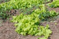 Lettuce closeup detail nature food art