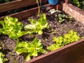 Lettuce grows in the cold frame in the garden