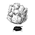 Lettuce hand drawn . Vegetable engraved style illustration