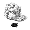 Lettuce hand drawn . Vegetable engraved style illustration