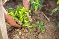 Lettuce between hands Royalty Free Stock Photo