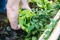 Lettuce between hands Royalty Free Stock Photo