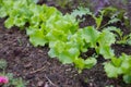 Lettuce harvest. fields of summer lettuce plants, including mixed green, red, purple varieties, grow in rows.Leaf Royalty Free Stock Photo