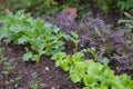 Lettuce harvest. fields of summer lettuce plants, including mixed green, red, purple varieties, grow in rows.Leaf Royalty Free Stock Photo