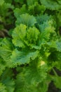 Lettuce harvest in the garden. Selective focus. Royalty Free Stock Photo