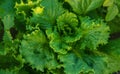 Lettuce harvest in the garden. Selective focus. Royalty Free Stock Photo