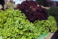 Lettuce harvest: a rainbow of colorful fields of summer crops, including mixed green, red. Organic agriculture Royalty Free Stock Photo