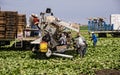 Lettuce Harvest Workers