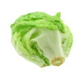 Lettuce head