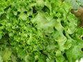 A lettuce head in a box Royalty Free Stock Photo