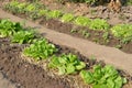 Lettuce heads on a field Royalty Free Stock Photo