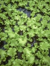 Lettuce Hydroponic farm, Lettuce Sprouts, Green Young Lettuce Plants Royalty Free Stock Photo