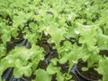 Lettuce Hydroponic farm, Lettuce Sprouts, Green Young Lettuce Plants Royalty Free Stock Photo