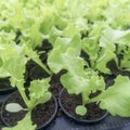 Lettuce Hydroponic farm, Lettuce Sprouts, Green Young Lettuce Plants Royalty Free Stock Photo