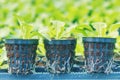 Lettuce Hydroponic farm. Lettuce Sprouts. Green Young Lettuce Plants. Lettuce seedlings. Spring Seedlings