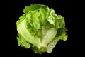 Lettuce Iceberg head isolated on black background close-up ingredient