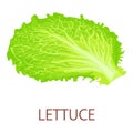 Lettuce icon, isometric style