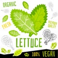 Lettuce icon label fresh organic vegetable, vegetables nuts herbs spice condiment color graphic design vegan food.