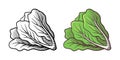 Lettuce illustration