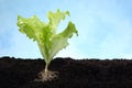 Lettuce image with root in soil