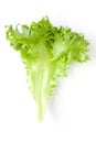 Lettuce - ingredient of salads on white background Royalty Free Stock Photo