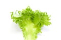 Lettuce - ingredient of salads on white background Royalty Free Stock Photo