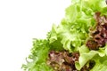 Lettuce - ingredient of salads on white background Royalty Free Stock Photo