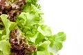 Lettuce - ingredient of salads on white background Royalty Free Stock Photo