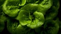 Overhead Shot of Lettuce with visible Water Drops. Close up.