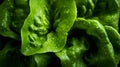 Overhead Shot of Lettuce with visible Water Drops. Close up.