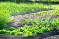 Lettuce and kohlrabi plants on a vegetable garden patch