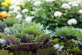 Lettuce, Lactuca sativa, an annual plant of the daisy family, Asteraceae. Agriculture. Healthy green and violet salad plantation a