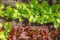 Lettuce (Lactuca sativa) Royalty Free Stock Photo