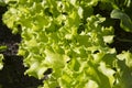 Lettuce Lactuca sativa plant crops with green leaves in vegetable patch seedbed plantation soil