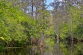 Lettuce Lake Park Landscape Royalty Free Stock Photo