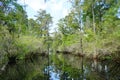 Lettuce lake Royalty Free Stock Photo