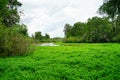 Lettuce lake Royalty Free Stock Photo