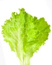 Lettuce leaf