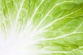 Lettuce leaf Royalty Free Stock Photo