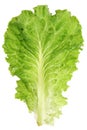 Lettuce leaf