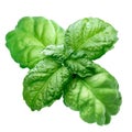 Lettuce leaf basil