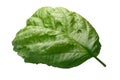 Lettuce leaf Bolloso Napoletano basil, path