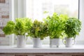 Lettuce, leaf celery and small leaved basil. Kitchen garden of herbs