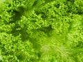 Lettuce leaf green fresh salad close-up background or texture Royalty Free Stock Photo