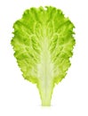 Lettuce leaf isolated Royalty Free Stock Photo