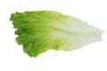 Lettuce Royalty Free Stock Photo