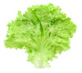 Lettuce leaf one view top isolated on white background with clipping path