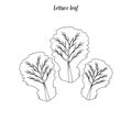 Lettuce Leaf Outline Illustration