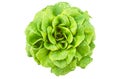 Lettuce leaf salad of aquino variety from Salanova Royalty Free Stock Photo
